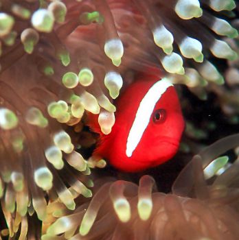 Taken in Truk w/Nikon N90s in Aquatica housing, 105mm len... by Beverly Speed 